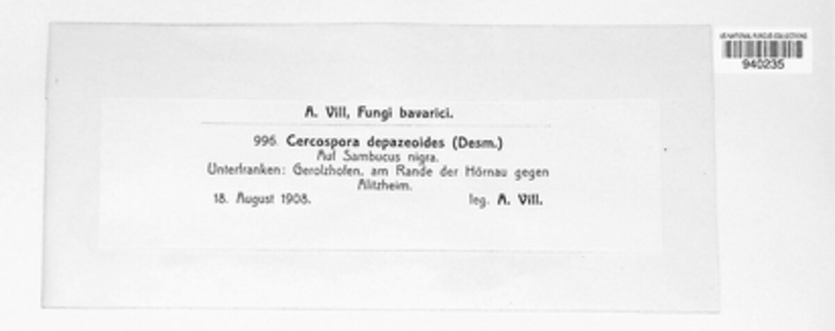 Pseudocercospora depazeoides image